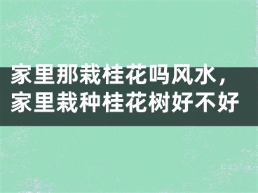 家里那栽桂花吗风水，家里栽种桂花树好不好
