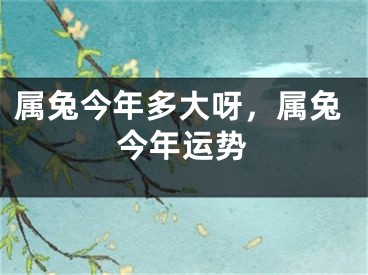 属兔今年多大呀，属兔今年运势