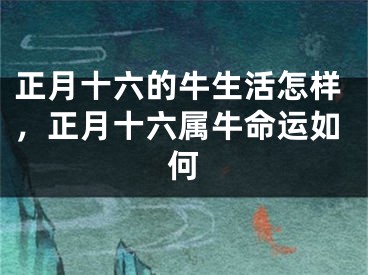 正月十六的牛生活怎样，正月十六属牛命运如何
