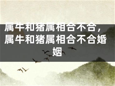 属牛和猪属相合不合，属牛和猪属相合不合婚姻