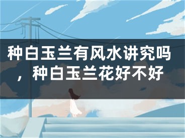 种白玉兰有风水讲究吗，种白玉兰花好不好
