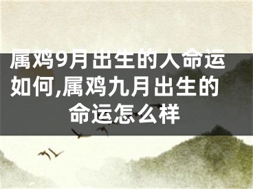 属鸡9月出生的人命运如何,属鸡九月出生的命运怎么样
