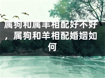 属狗和属羊相配好不好，属狗和羊相配婚姻如何