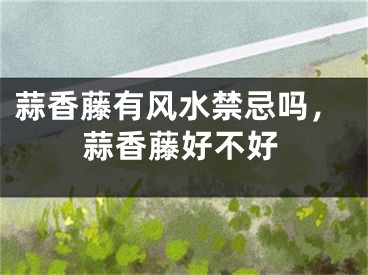 蒜香藤有风水禁忌吗，蒜香藤好不好