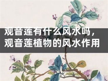 观音莲有什么风水吗，观音莲植物的风水作用