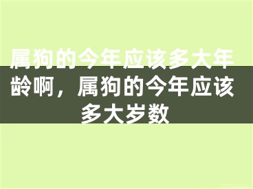 属狗的今年应该多大年龄啊，属狗的今年应该多大岁数