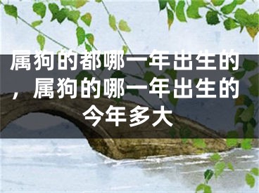 属狗的都哪一年出生的，属狗的哪一年出生的今年多大