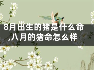 8月出生的猪是什么命,八月的猪命怎么样