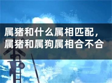 属猪和什么属相匹配，属猪和属狗属相合不合