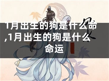 1月出生的狗是什么命,1月出生的狗是什么命运