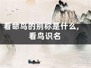 看命鸟的别称是什么,看鸟识名