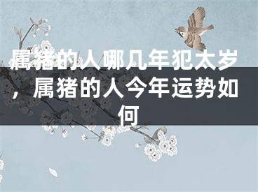 属猪的人哪几年犯太岁,属猪的人今年运势如何