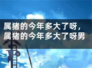 属猪的今年多大了呀,属猪的今年多大了呀男