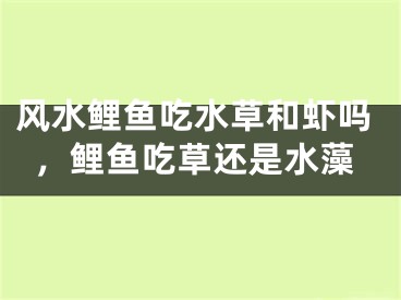 风水鲤鱼吃水草和虾吗,鲤鱼吃草还是水藻