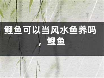 鲤鱼可以当风水鱼养吗，鲤鱼
