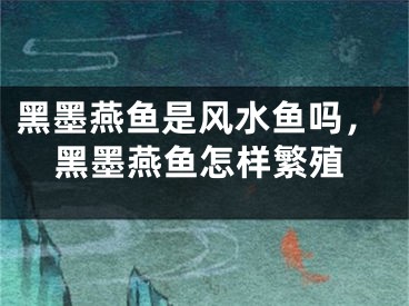 黑墨燕鱼是风水鱼吗，黑墨燕鱼怎样繁殖