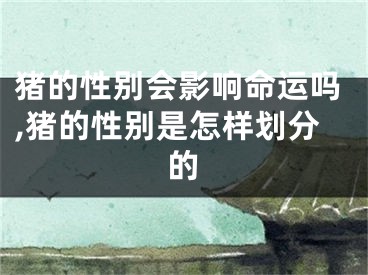 猪的性别会影响命运吗,猪的性别是怎样划分的
