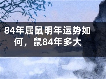 84年属鼠明年运势如何，鼠84年多大