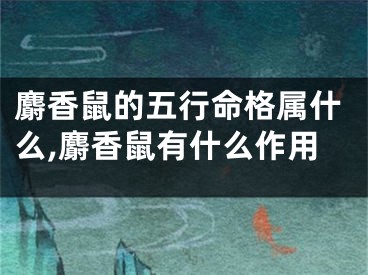麝香鼠的五行命格属什么,麝香鼠有什么作用