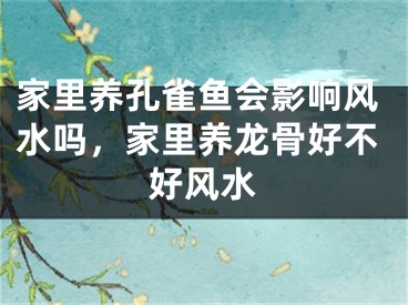 家里养孔雀鱼会影响风水吗，家里养龙骨好不好风水