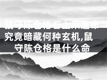 鼠守陈仓格石上采莲命究竟暗藏何种玄机,鼠守陈仓格是什么命