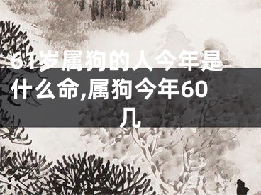 61岁属狗的人今年是什么命,属狗今年60几