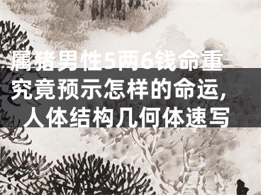 属猪男性5两6钱命重究竟预示怎样的命运,人体结构几何体速写