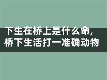 下生在桥上是什么命,桥下生活打一准确动物