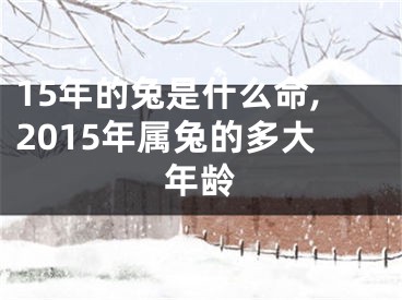 15年的兔是什么命,2015年属兔的多大年龄