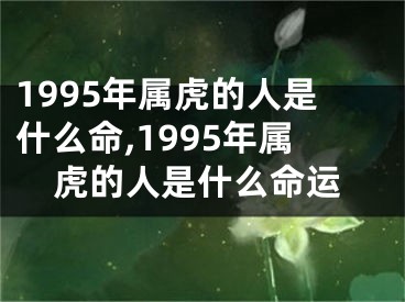 1995年属虎的人是什么命,1995年属虎的人是什么命运