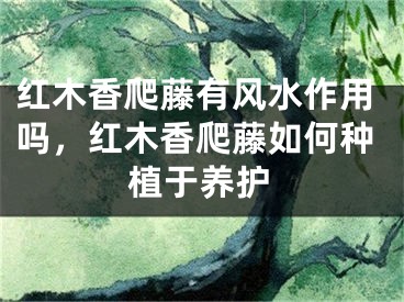 红木香爬藤有风水作用吗，红木香爬藤如何种植于养护