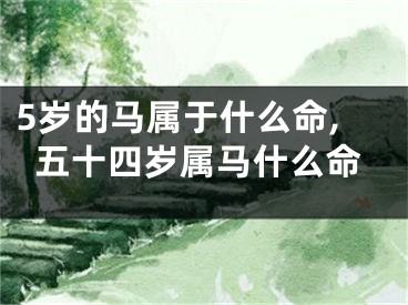 5岁的马属于什么命,五十四岁属马什么命