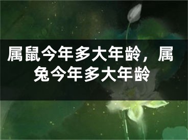 属鼠今年多大年龄,属兔今年多大年龄