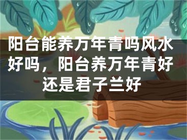 阳台能养万年青吗风水好吗,阳台养万年青好还是君子兰好