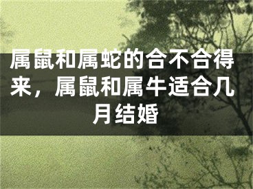 属鼠和属蛇的合不合得来,属鼠和属牛适合几月结婚