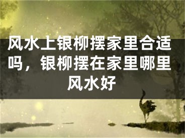 风水上银柳摆家里合适吗，银柳摆在家里哪里风水好