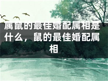 属鼠的最佳婚配属相是什么，鼠的最佳婚配属相
