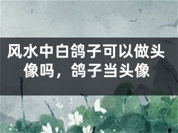 风水中白鸽子可以做头像吗,鸽子当头像